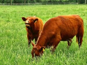 what is grass-fed beef