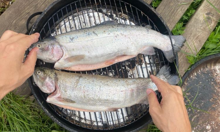 smoking salmon in a traditional way